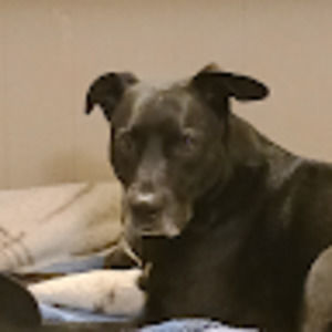 Meet your Posher, Sam